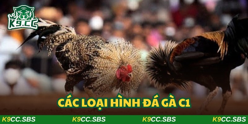 3 hình thức giải trí chọi kê cúp C1 cho bạn lựa chọn theo sở thích