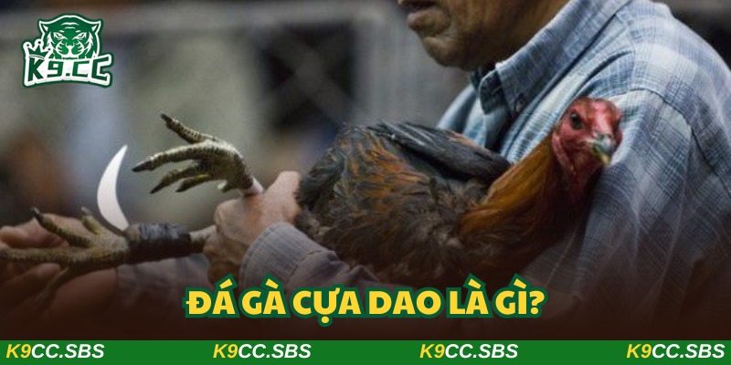 Đá gà cựa dao mang đến trải nghiệm vượt ngoài sức tưởng tượng
