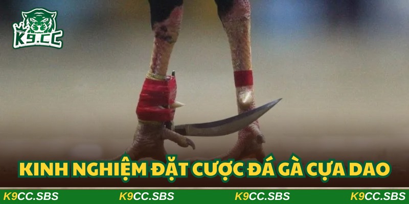 Chuyên gia mách bảo hạn chế cược cửa hòa để tránh thua lỗ