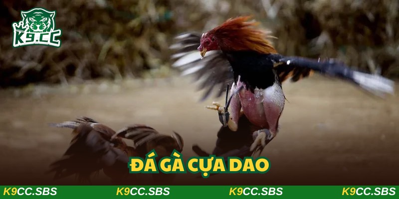 Đá gà cựa dao