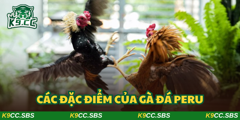 Giống gà Peru sở hữu đa dạng đặc điểm “hiếm thấy khó tìm”