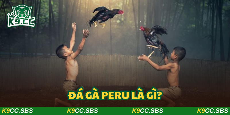 Đá gà Peru mang đến những cuộc so tài không thể dời mắt